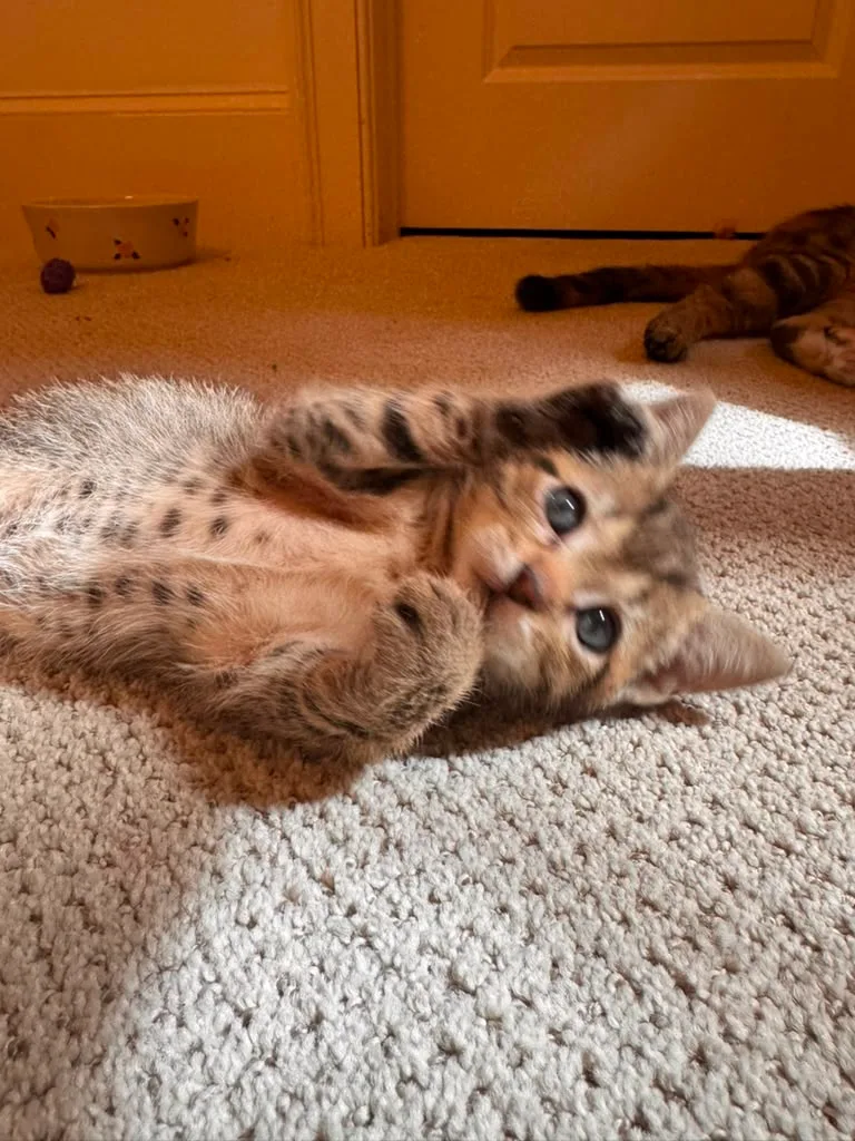 Felix thumbnail 4