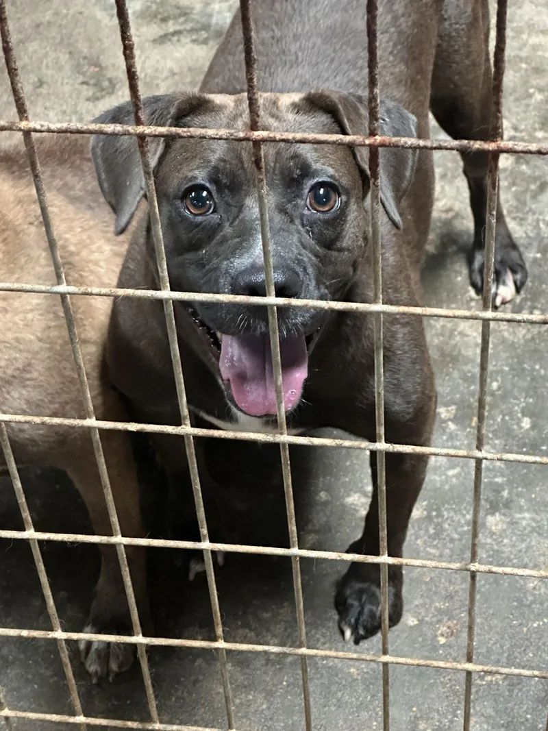An adult medium-sized female American Bulldog dog named Allison for adoption in Jackson, MS