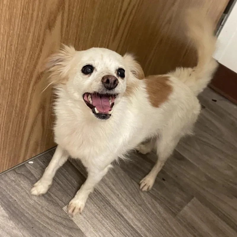 An adult small-sized female White / Cream Chihuahua dog named Lupita for adoption in Graham, WA