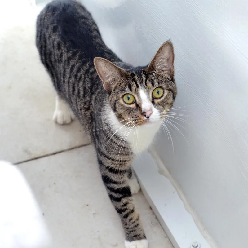A young medium-sized male Domestic Short Hair cat named Mike for adoption in Sanford, FL
