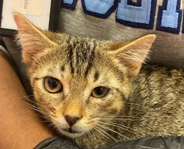 A baby small-sized male Domestic Short Hair cat named Moonbeam for adoption in Fishers, IN