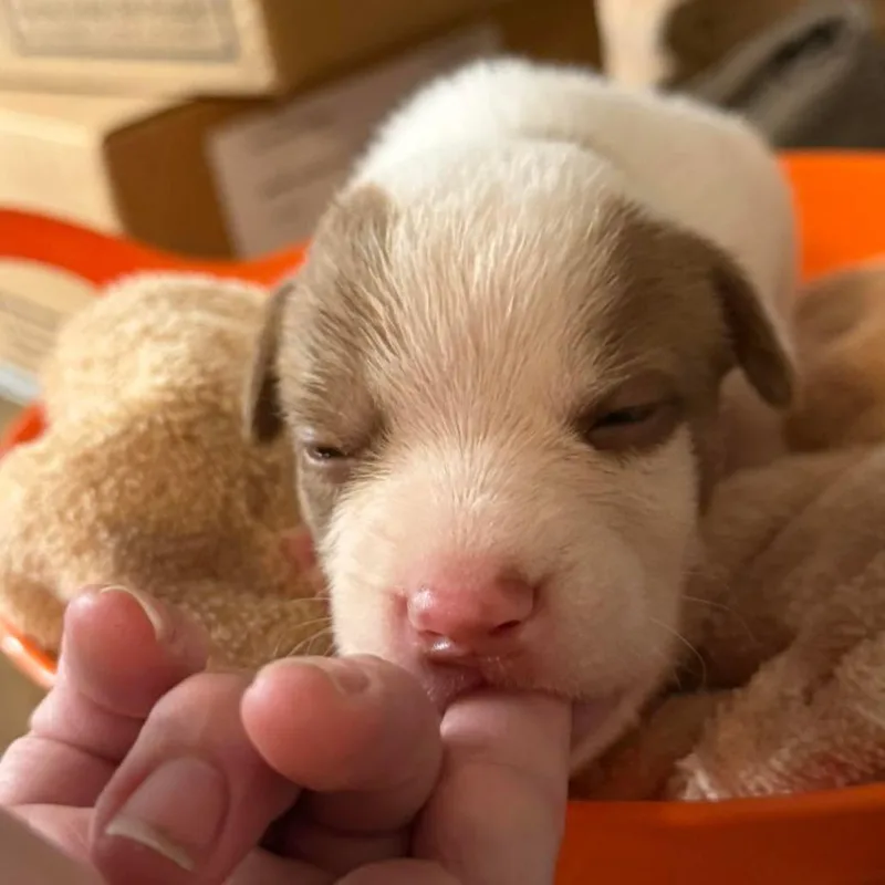 Pup ____