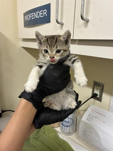 A baby small-sized female Domestic Short Hair cat named Clare for adoption in Fremont, CA