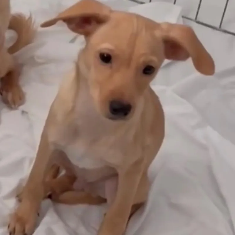 A baby small-sized male Yellow / Tan / Blond / Fawn Chihuahua dog named Scooby for adoption in Las Vegas, NV