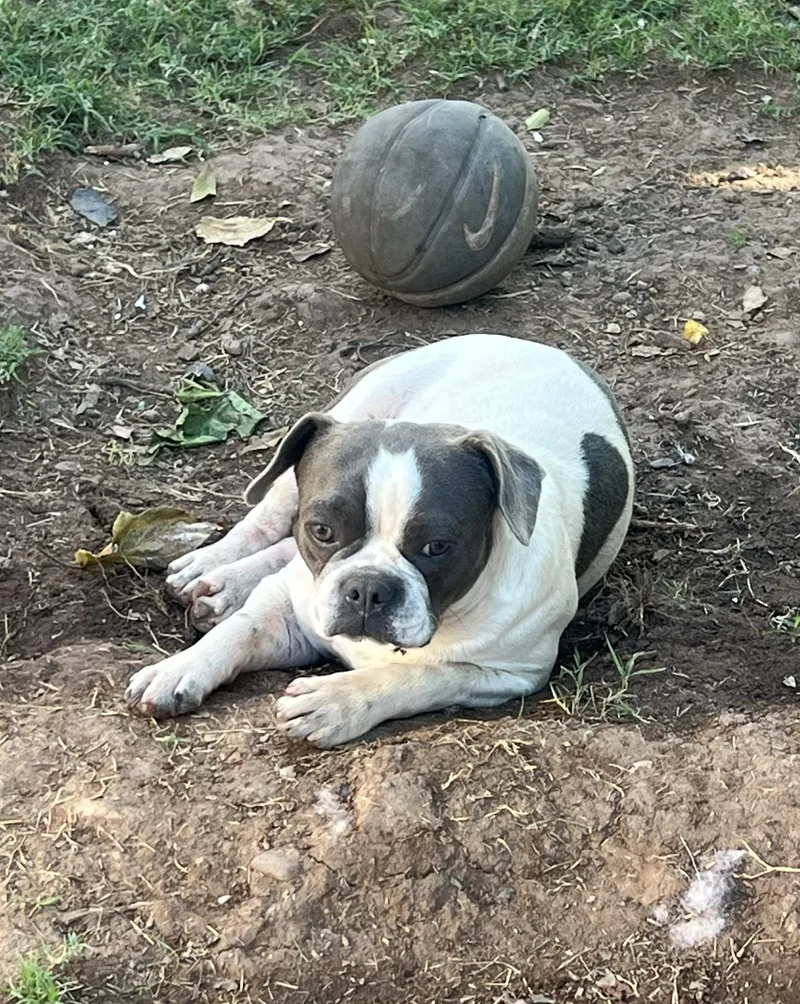 Skater  Phoenix Area