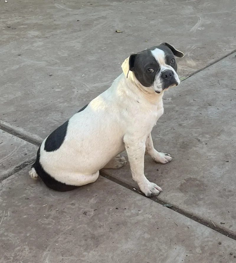 Skater  Phoenix Area thumbnail 2