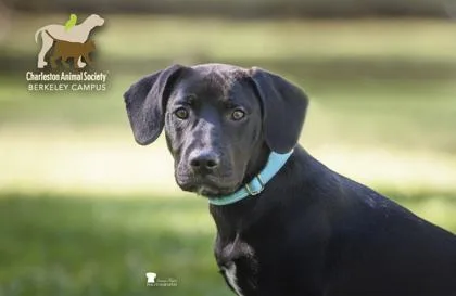 A young small-sized male Labrador Retriever dog named B Carlos for adoption in North Charleston, SC