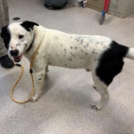 An adult large-sized male White / Cream Mixed Breed dog named Sullivan for adoption in Horn Lake, MS