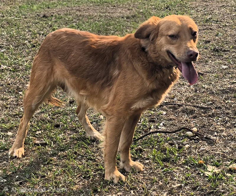 A young medium-sized male Brown Golden Retriever dog named Lenny for adoption