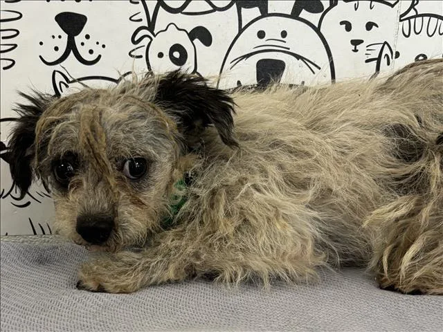 A young small-sized male Mixed Breed dog named Dos for adoption in San Pedro, CA