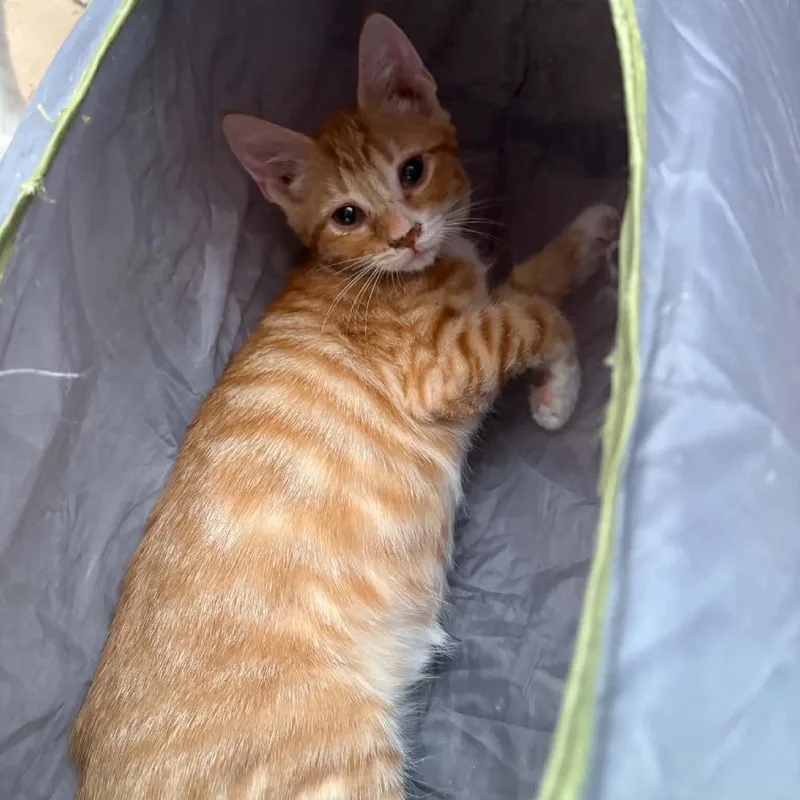 A baby small-sized male Orange / Red Domestic Short Hair cat named Clifford for adoption in Las Cruces, NM