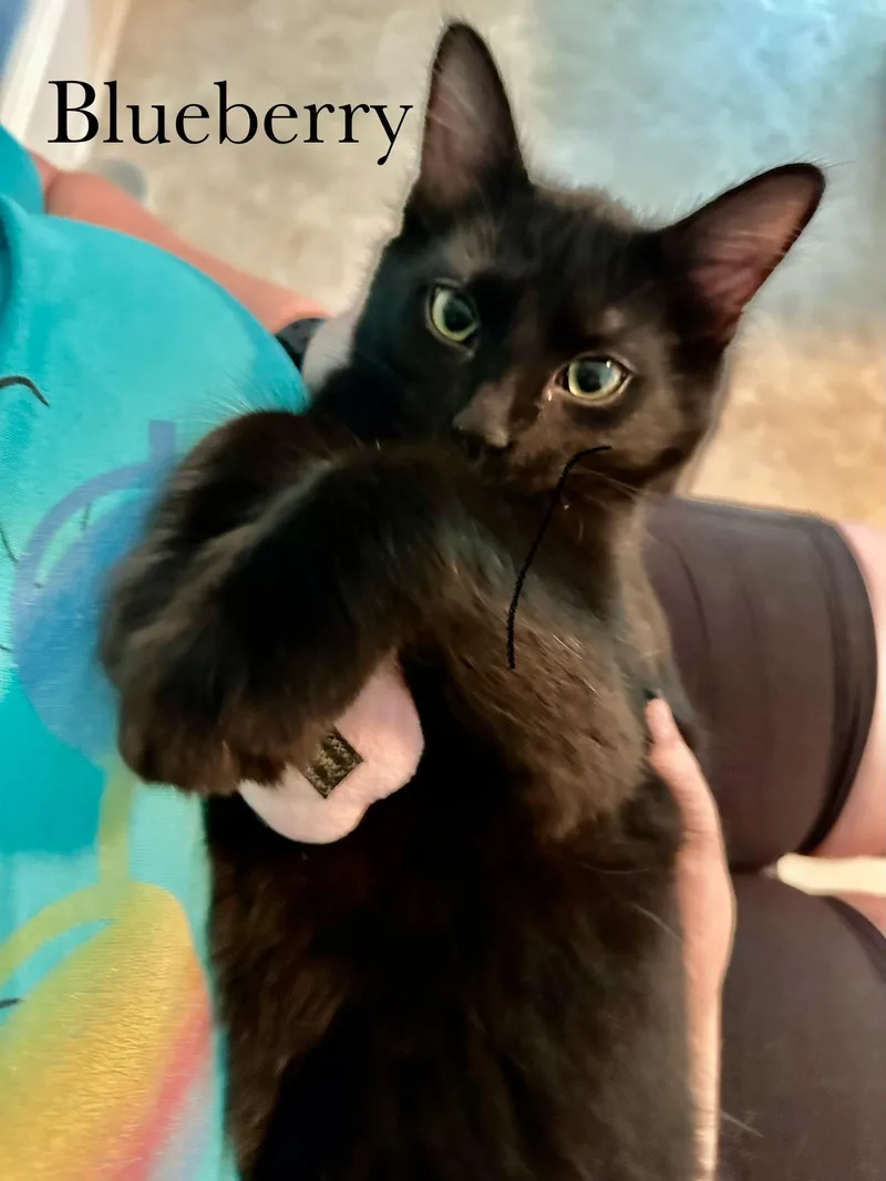 A baby medium-sized male Domestic Medium Hair cat named Blueberry for adoption in Cincinnati, OH
