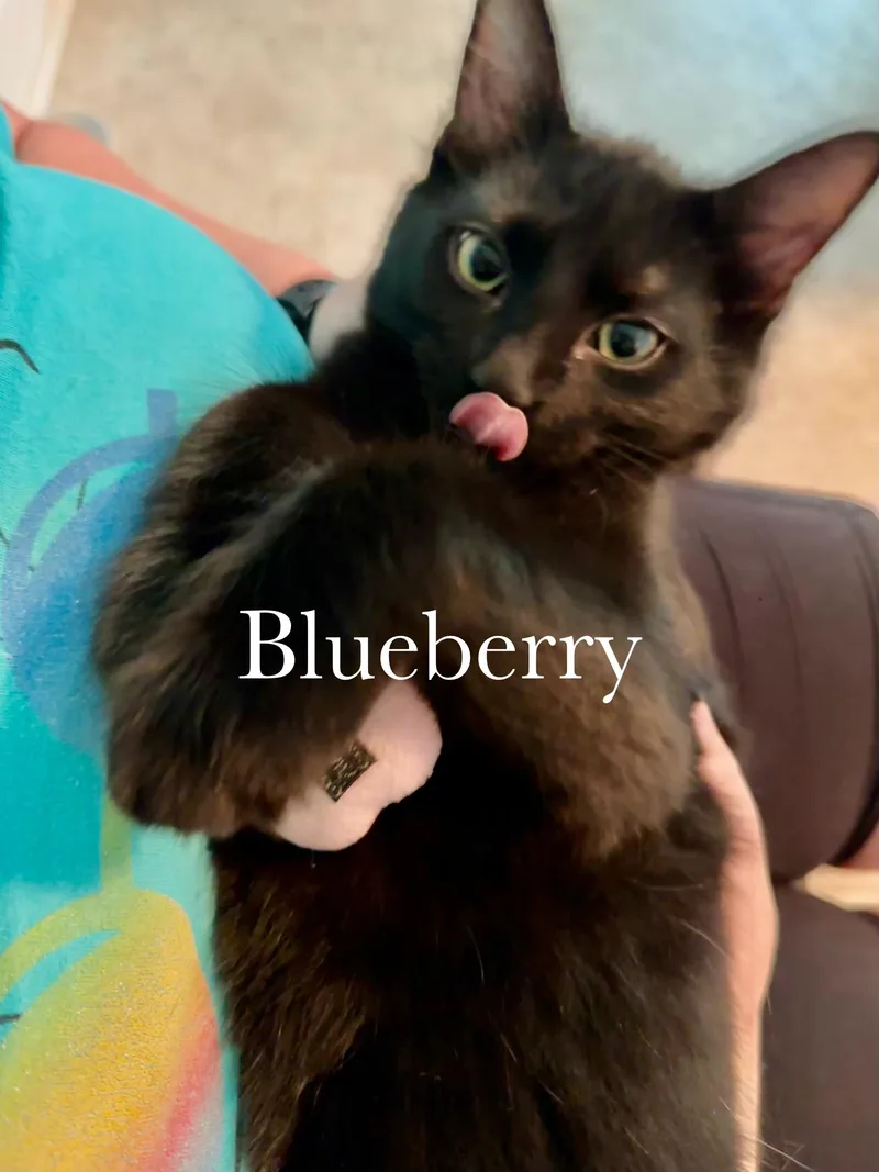 Blueberry thumbnail 3