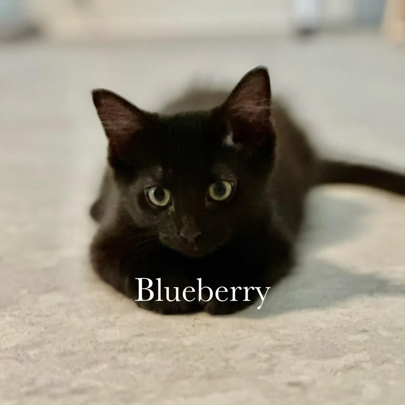 Blueberry thumbnail 4