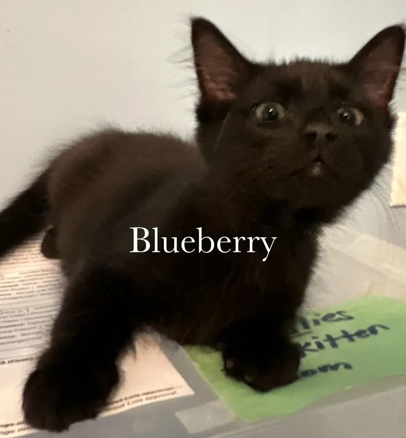 Blueberry thumbnail 5