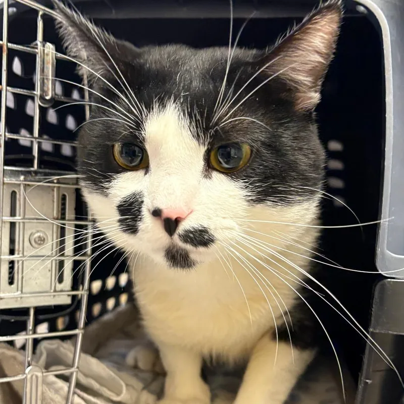 A young large-sized male Domestic Short Hair cat named Mr. Bentley for adoption in Cumming, GA