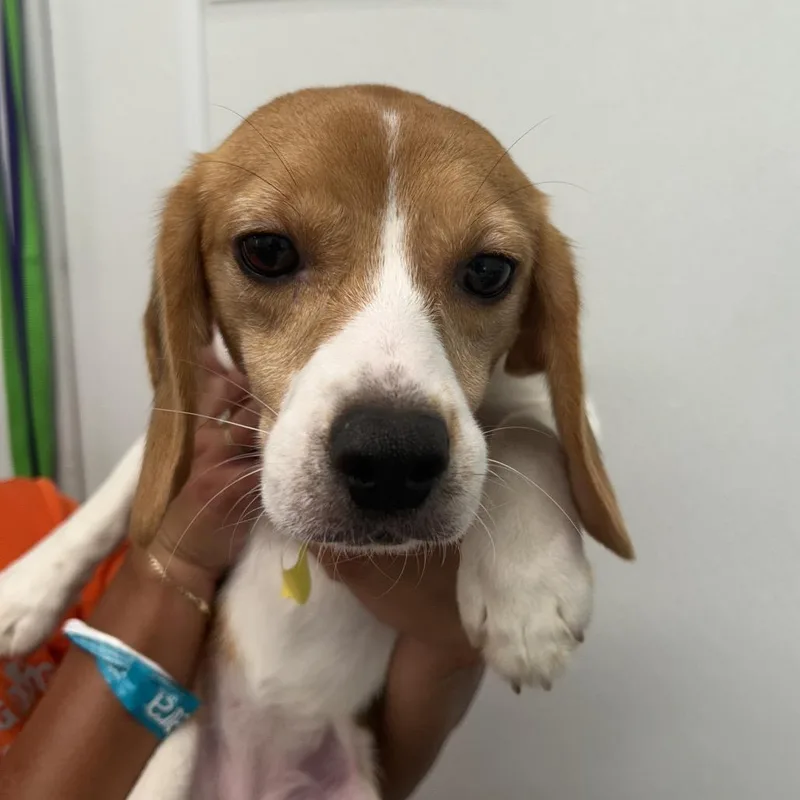 A young small-sized female Brown / Chocolate Beagle dog named Sabine for adoption in LOXAHATCHEE, FL