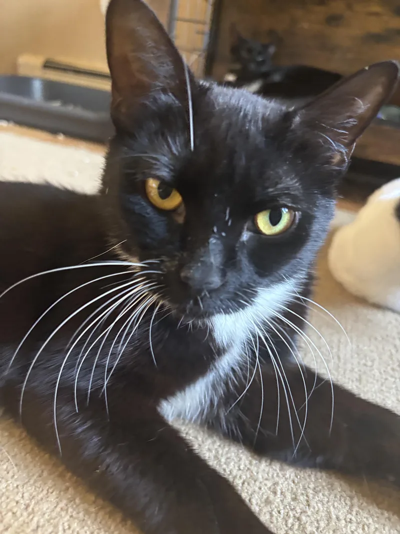 A young small-sized female Black & White / Tuxedo Tuxedo cat named Twiggy for adoption in Melrose, MA