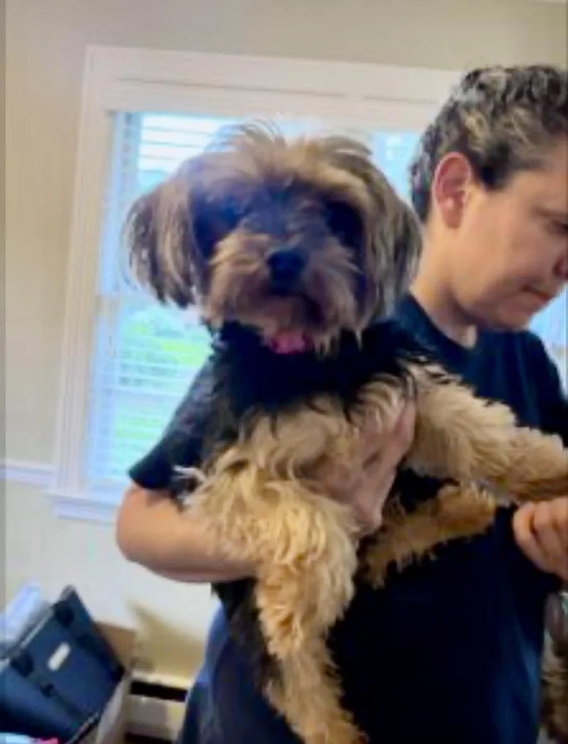 A young small-sized female Yorkshire Terrier dog named Ella Fitzgerald for adoption in Norfolk, VA