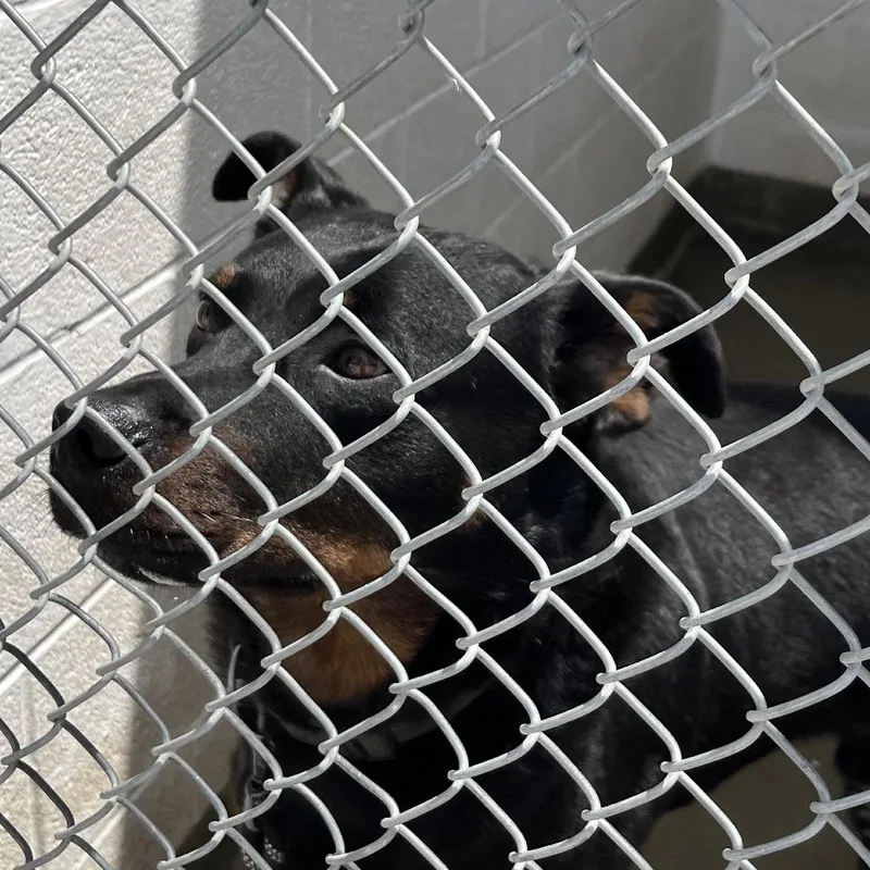 An adult large-sized male Black Rottweiler dog named 71211 for adoption in Harrisonburg, VA