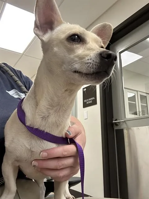 An adult small-sized female Chihuahua dog named Binga for adoption in San Luis Obispo, CA