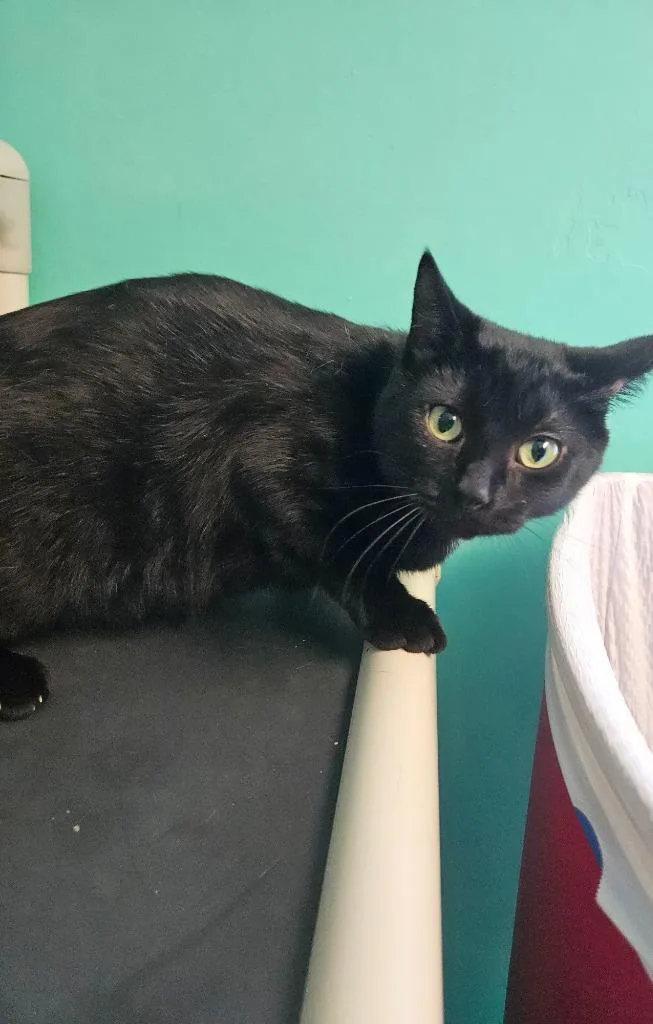 A young medium-sized female Domestic Short Hair cat named Luna for adoption in Morgantown, KY