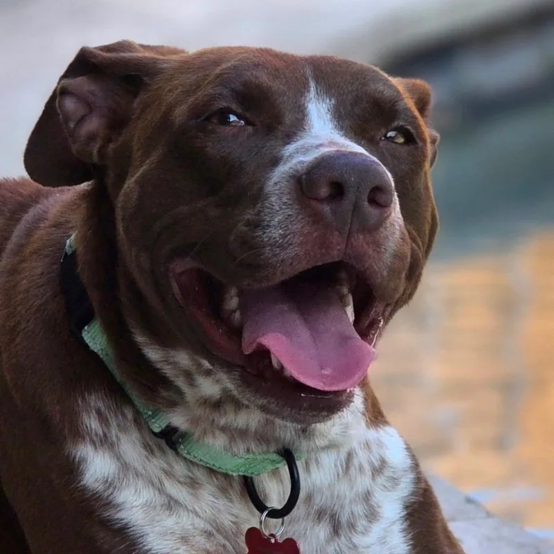 An adult medium-sized female Brown / Chocolate American Staffordshire Terrier dog named Soulful Poppy for adoption in Houston, TX