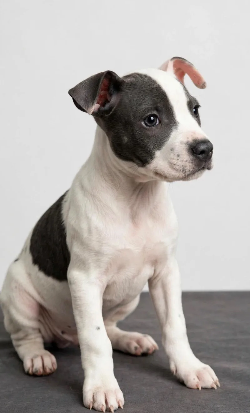 A baby medium-sized female Staffordshire Bull Terrier dog named Mable for adoption in houston, TX