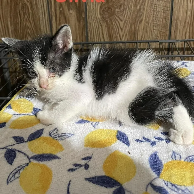 A baby small-sized female Black Domestic Short Hair cat named Olivia Louisiana for adoption in Denver, CO