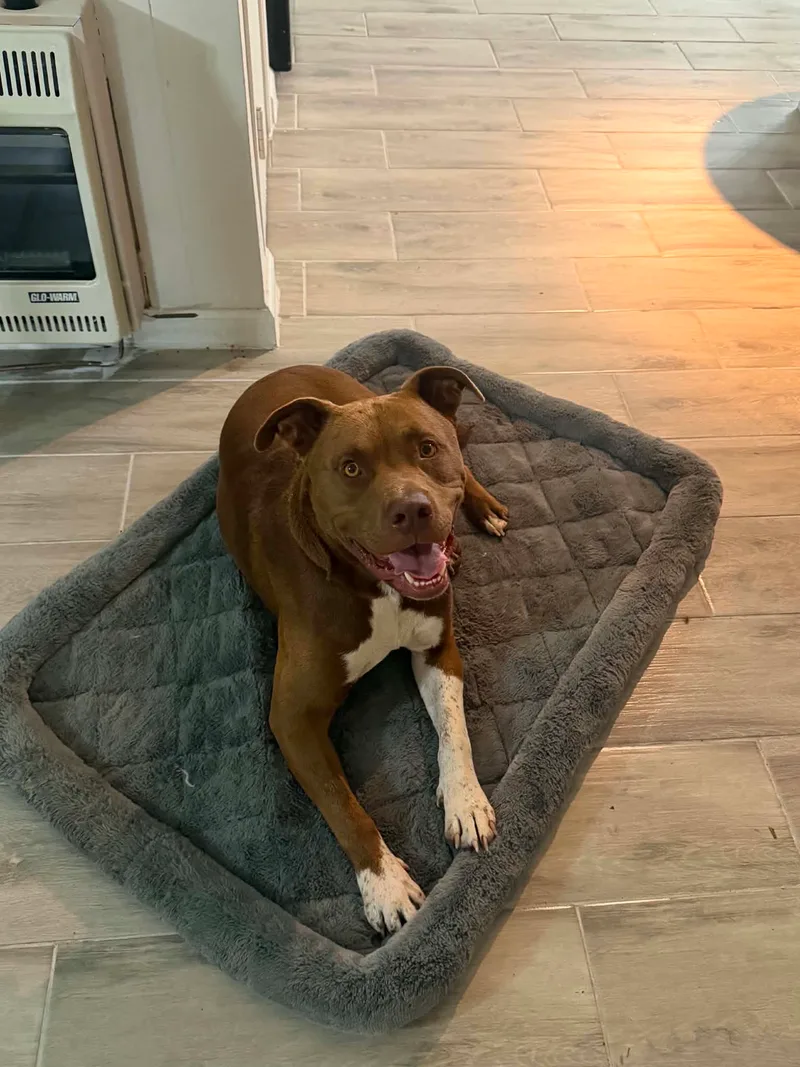 A young large-sized male chocolate Brown Pit Bull Terrier dog named Mr. Beef for adoption