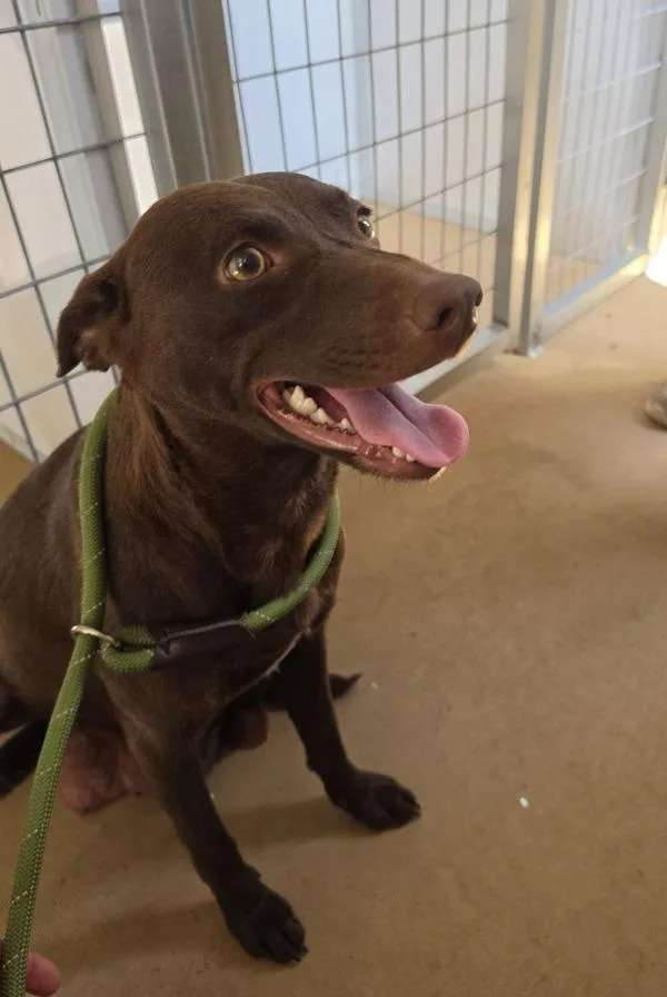 A young small-sized female Labrador Retriever dog named Dobby for adoption in Cleveland, TN