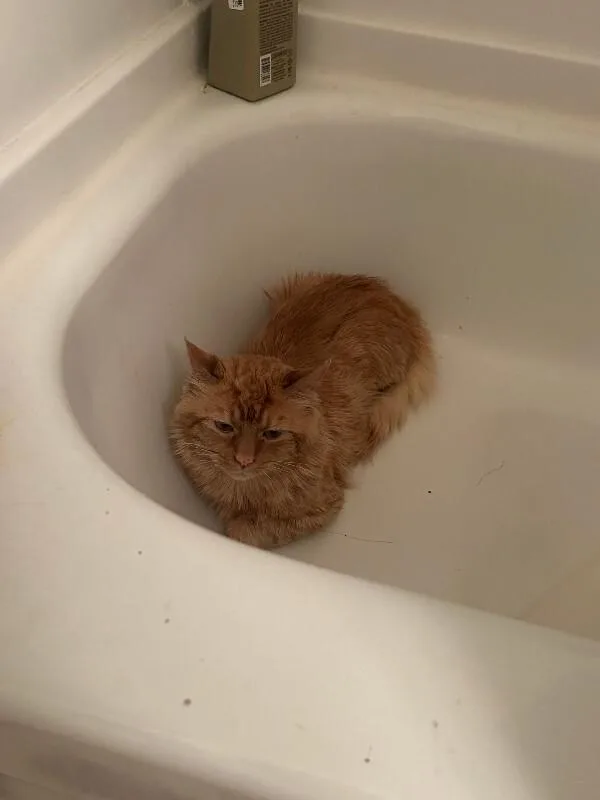 An adult medium-sized male Orange / Red Domestic Short Hair cat named Papa for adoption in Cincinnati, OH