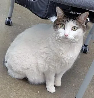 An adult medium-sized female Domestic Medium Hair cat named Poppy for adoption in Fishers, IN