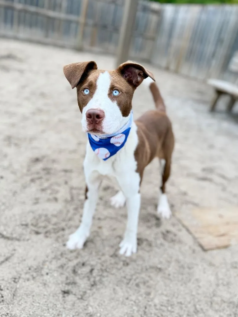 A baby medium-sized male Husky dog named Clark for adoption in Muskegon, MI