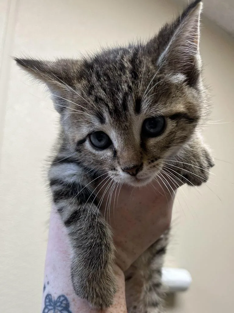 Julius thumbnail 2