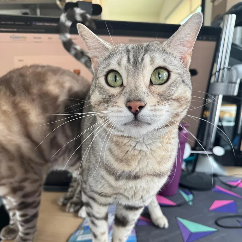 An adult large-sized female Gray / Blue / Silver Bengal cat named Mia for adoption in Denver, CO