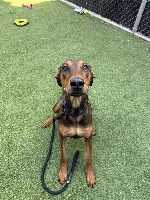 A young large-sized female Doberman Pinscher dog named Sourdough for adoption in San Jose, CA
