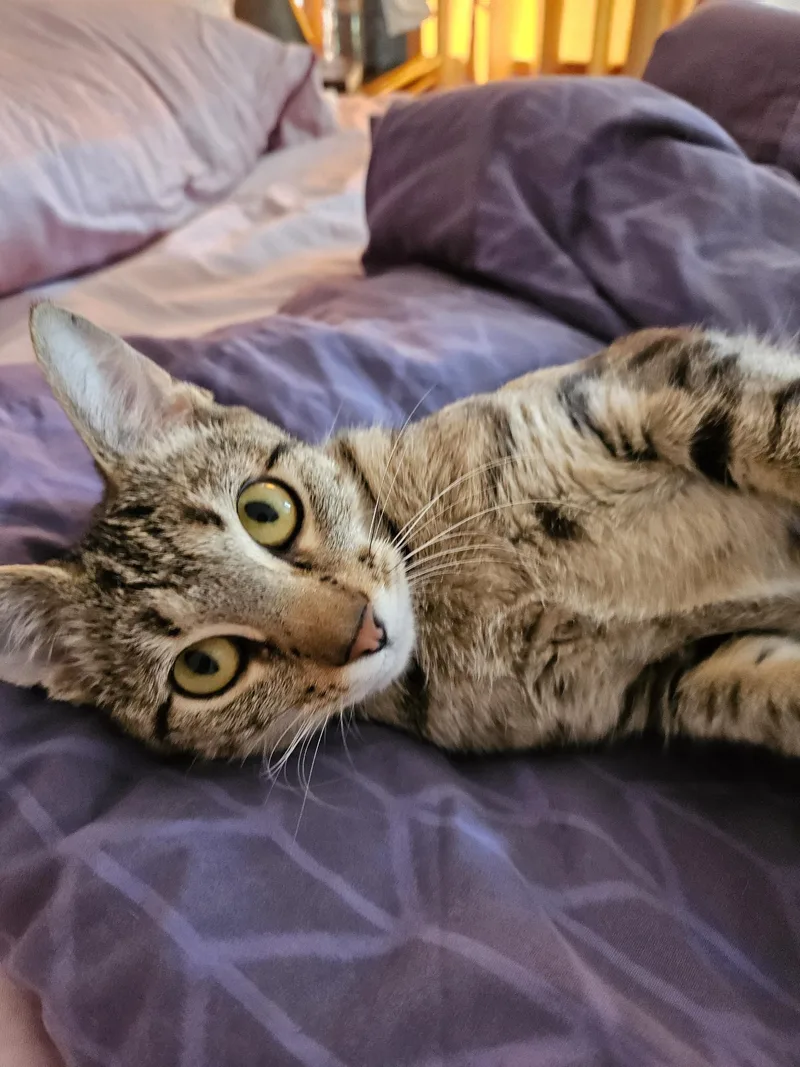 A young medium-sized female Tabby (Brown / Chocolate) Domestic Short Hair cat named Michelle Kwan for adoption in Belmont, NC