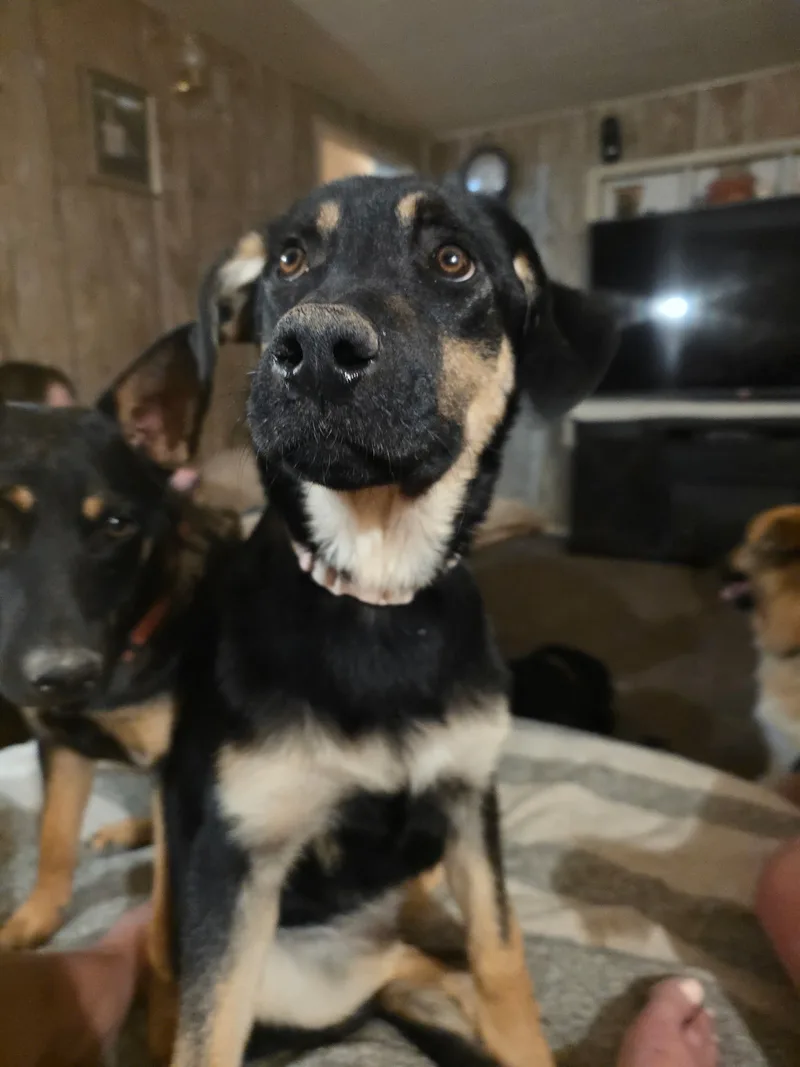 Sybil