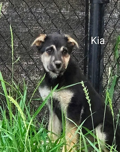 Kia