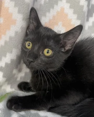 A baby medium-sized female Black Domestic Short Hair cat named McRib for adoption in Minneapolis, MN