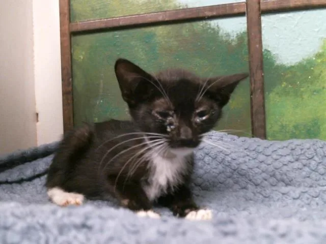 A baby small-sized male Domestic Short Hair cat named Max for adoption in Houston, TX