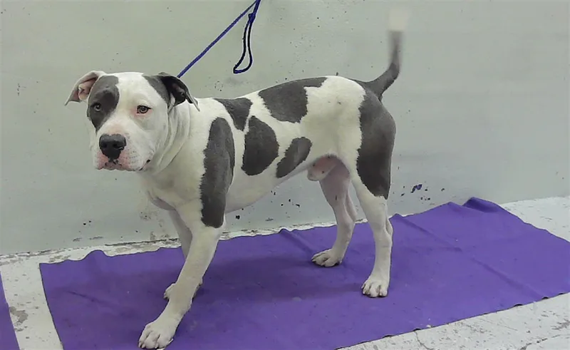 A young medium-sized male Staffordshire Bull Terrier dog named Dave for adoption in Houston, TX