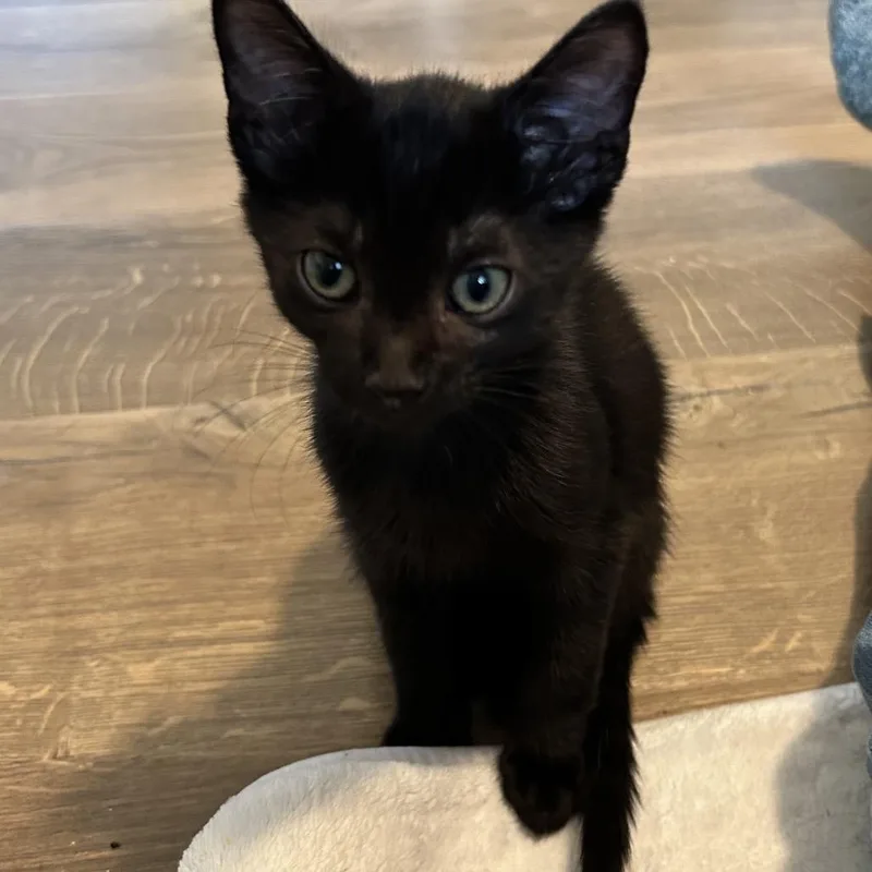 A baby small-sized male Black Domestic Short Hair cat named Shirky for adoption in Chattanooga, TN