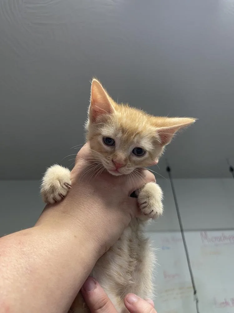 A baby medium-sized male Domestic Short Hair cat named Porche for adoption in Bolivar, MO