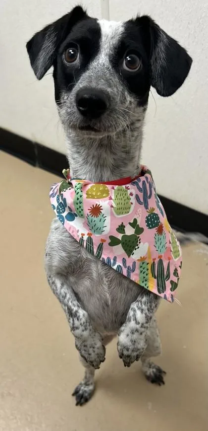 An adult small-sized female Dachshund dog named Dandy for adoption in Phoenix, AZ