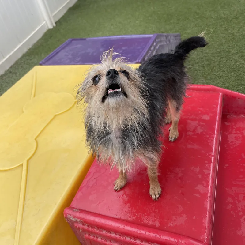 An adult small-sized female Yorkshire Terrier dog named Baby for adoption in Baton Rouge, LA