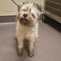 Franklin thumbnail 2