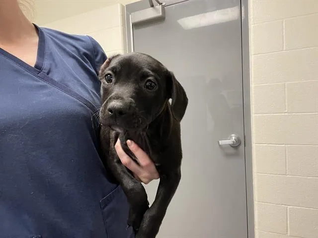 A baby small-sized female Pit Bull Terrier dog named Kensington for adoption in Auburn, CA