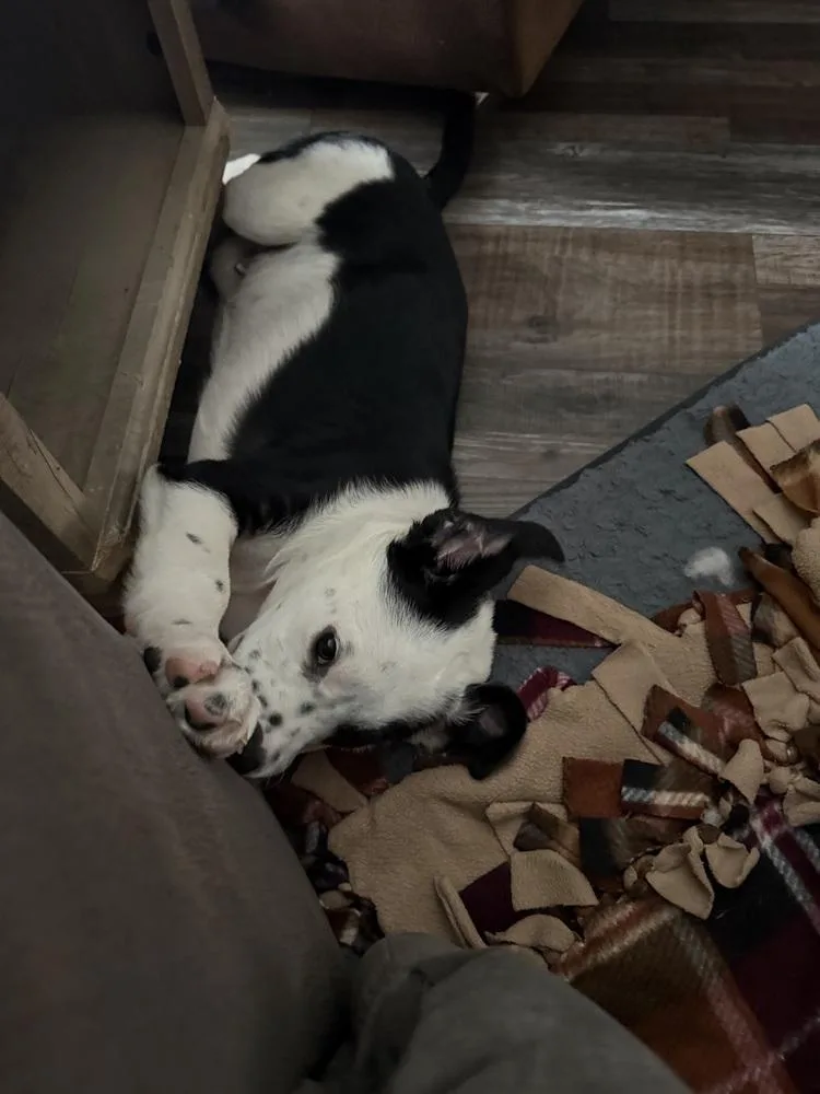 Miller Baby thumbnail 2